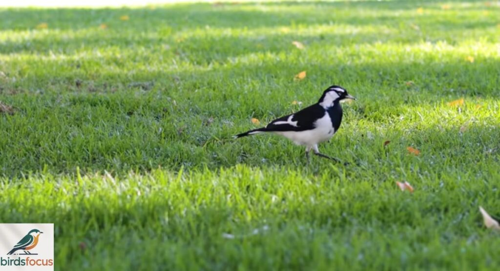Magpie-Lark