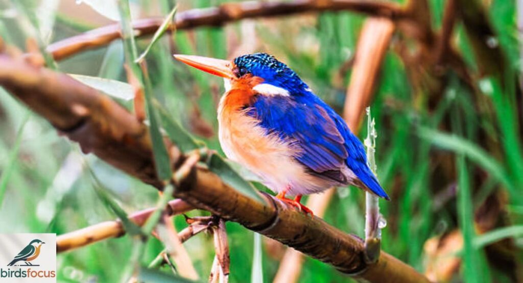 Malachite Kingfisher