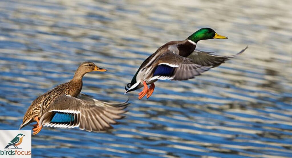 Mallard