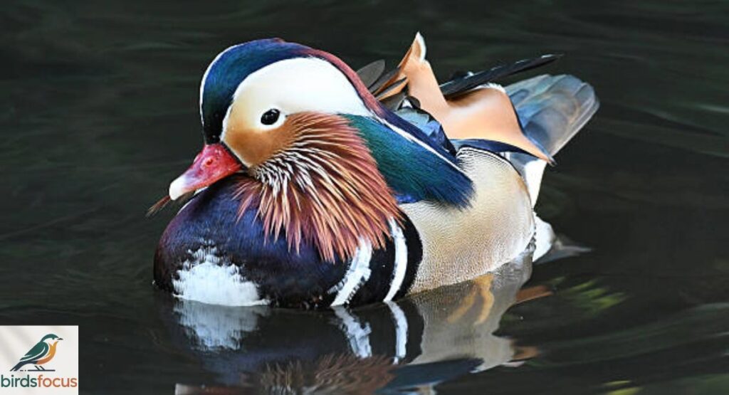 Mandarin Duck
