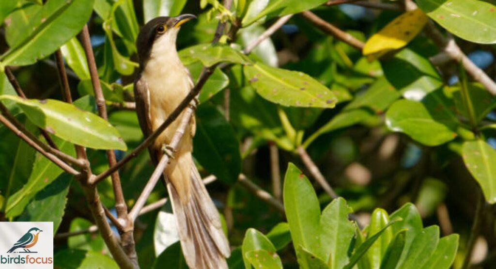 Mangrove Cuckoo