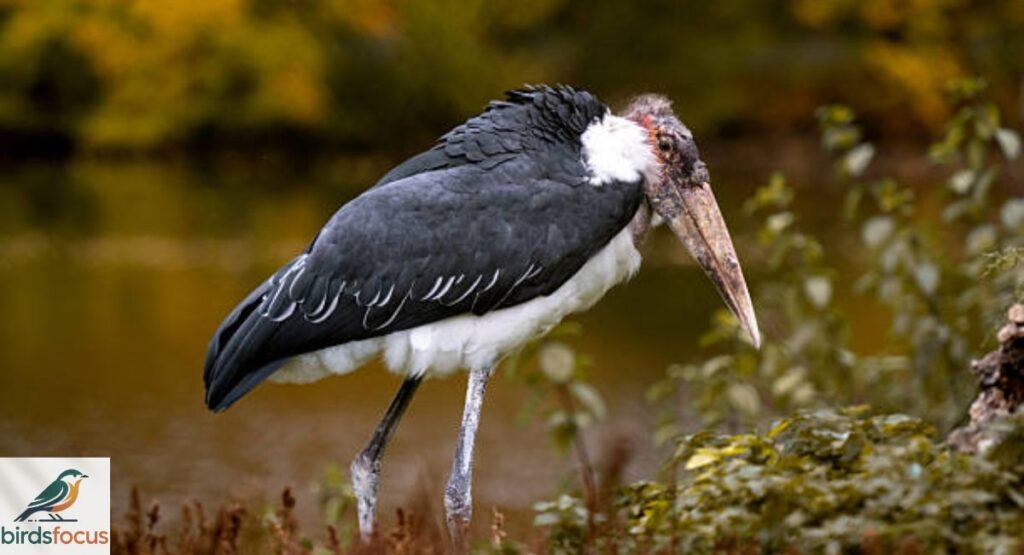 Marabou Stork