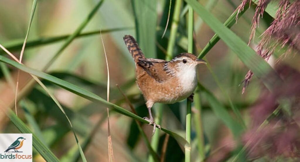 Marsh Wren
