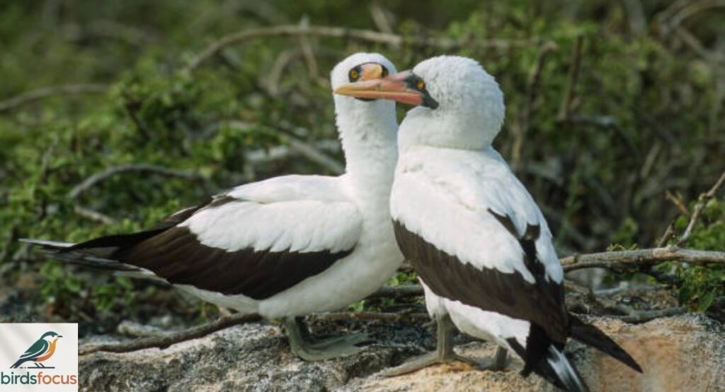 Masked Booby