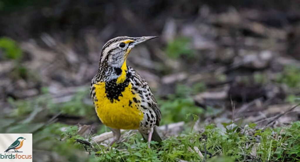 Meadowlark