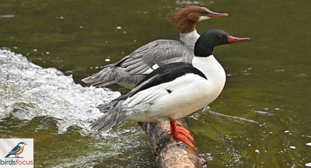Merganser