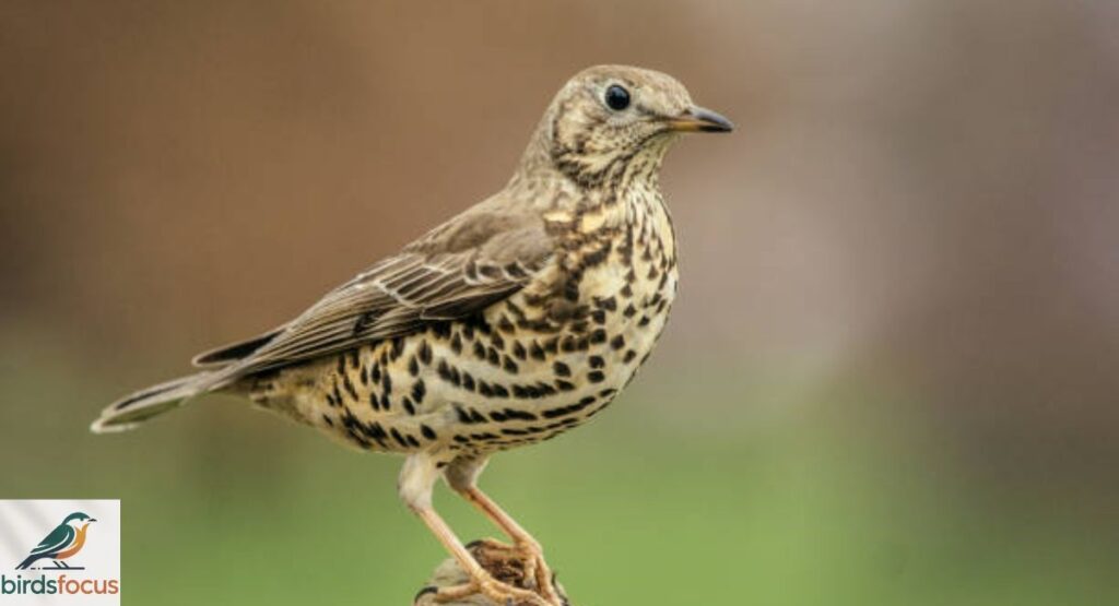 Mistle Thrush