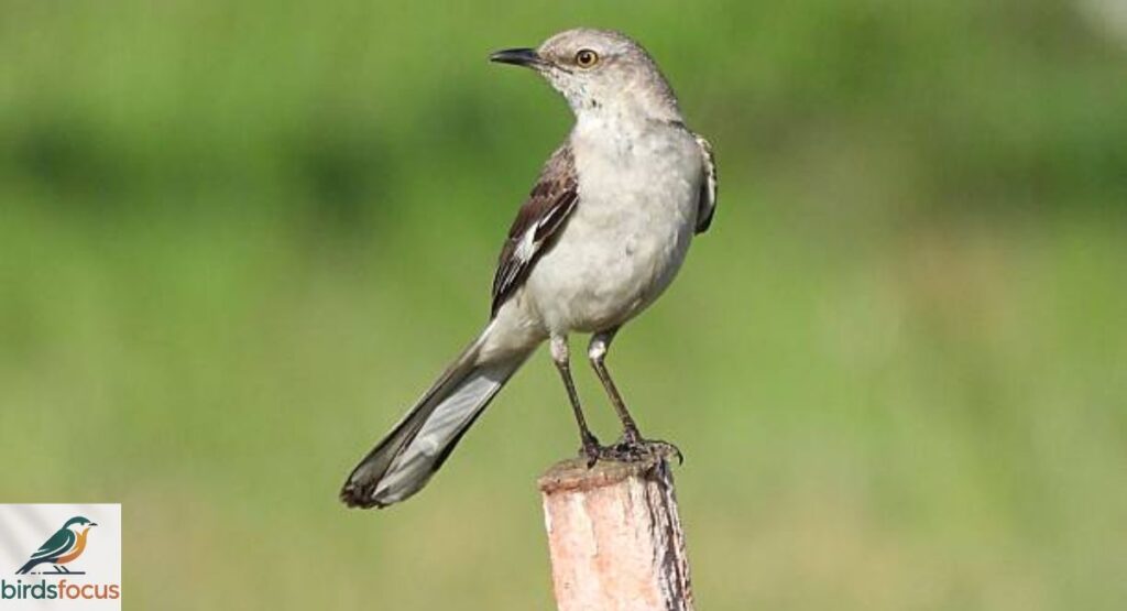 Mockingbird