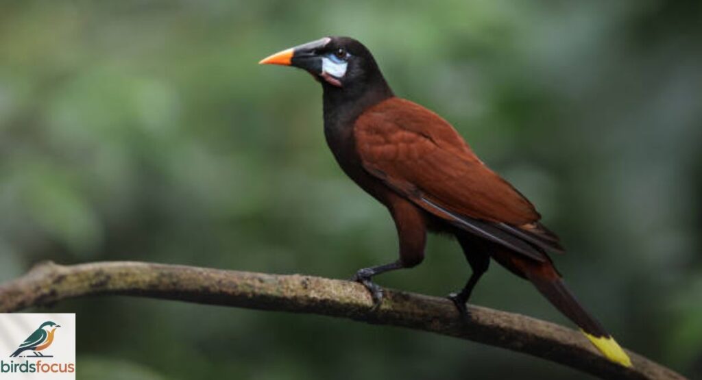 Montezuma Oropendola