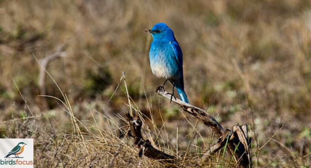 Mountain Bluebird