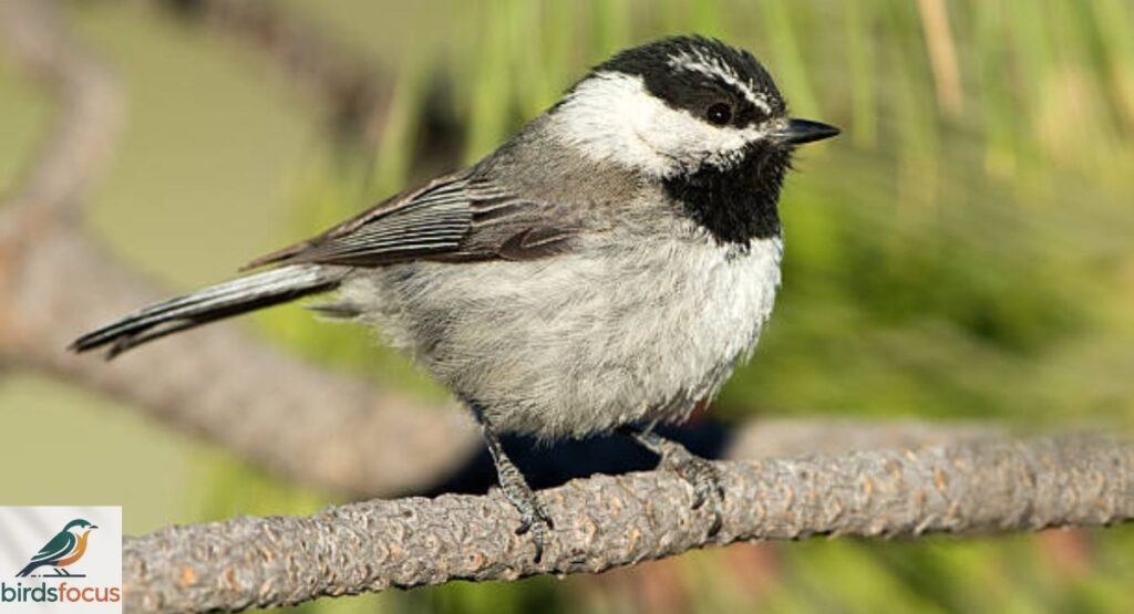 Mountain Chickadee