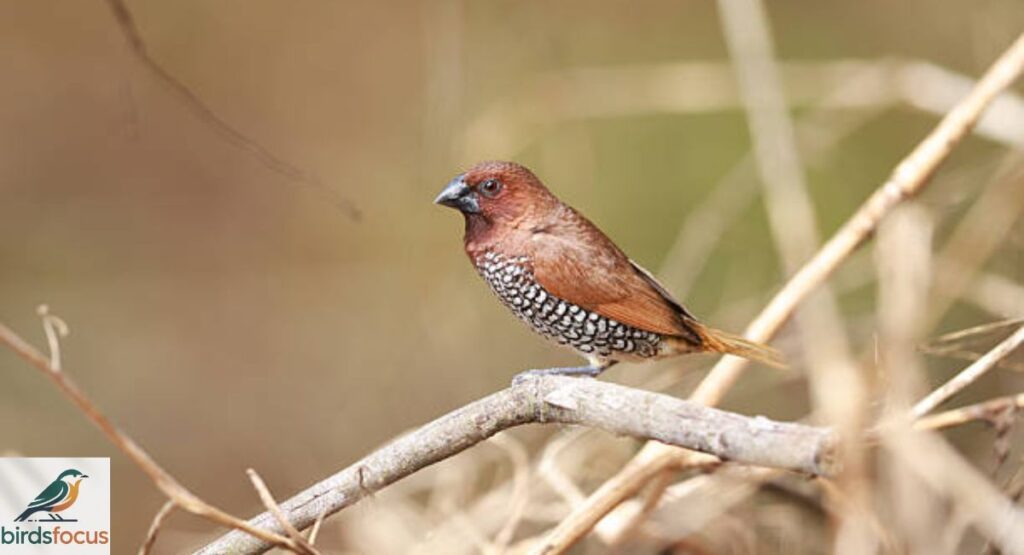 Munia