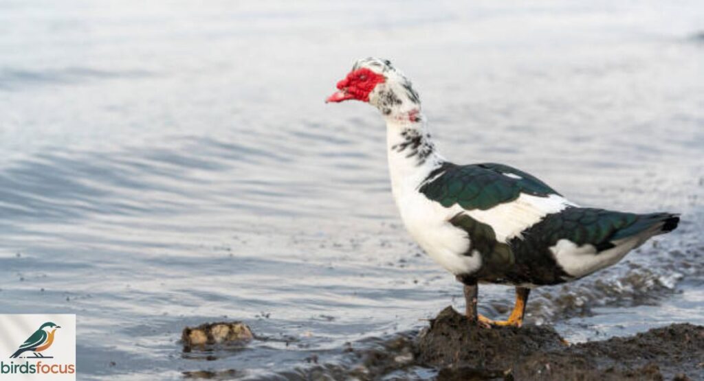 Muscovy Duck