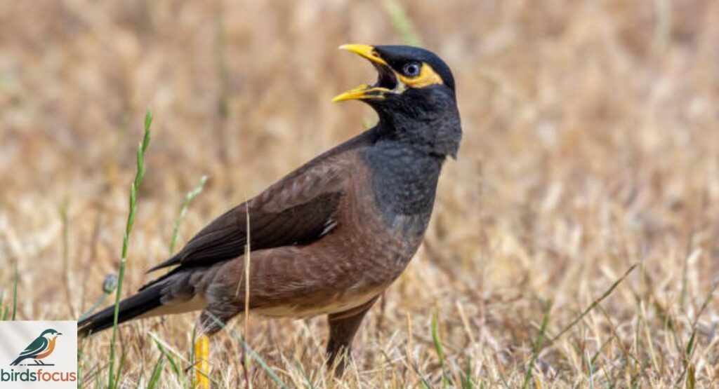 Myna