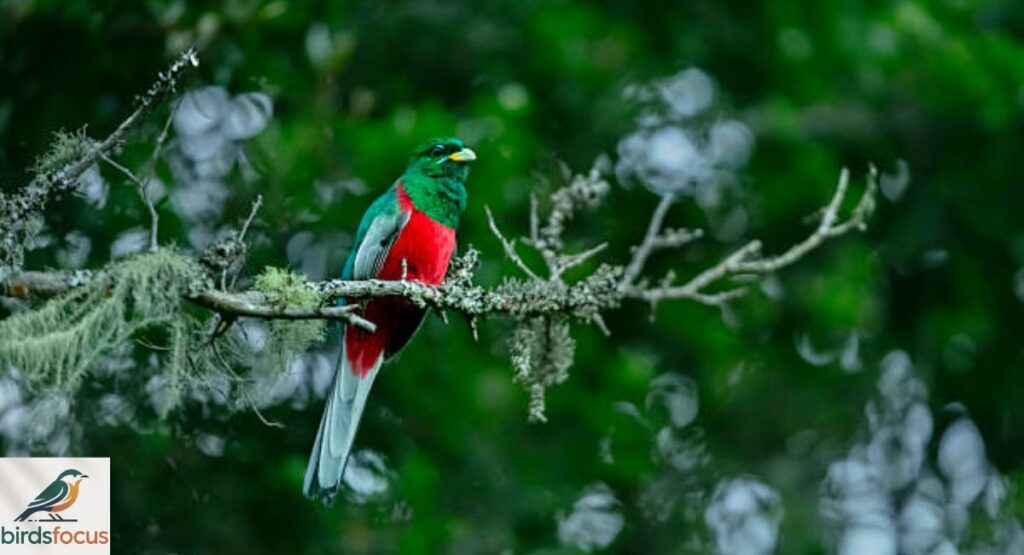 Narina Trogon