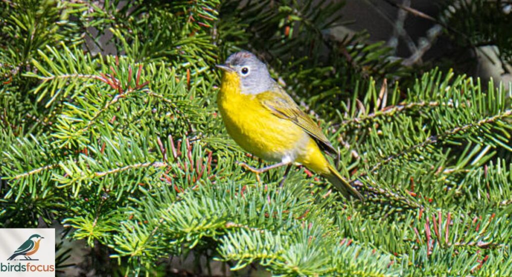 Nashville Warbler