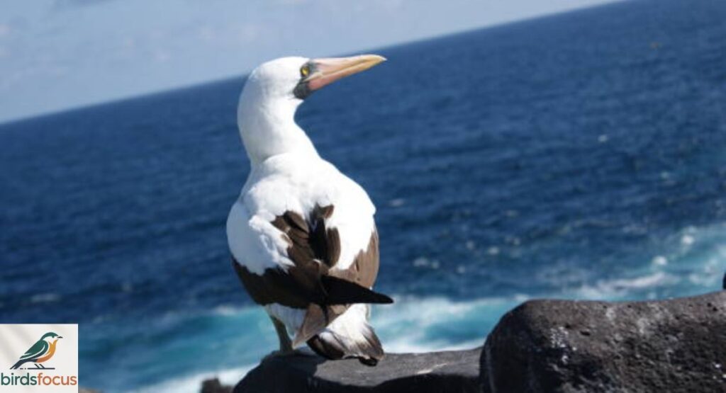 Nazca Booby