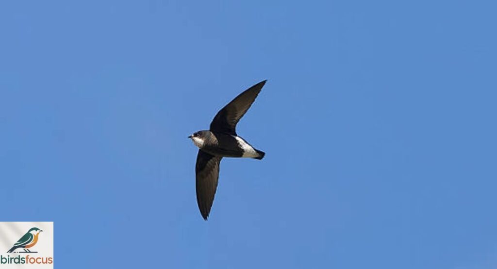 needletail-swift