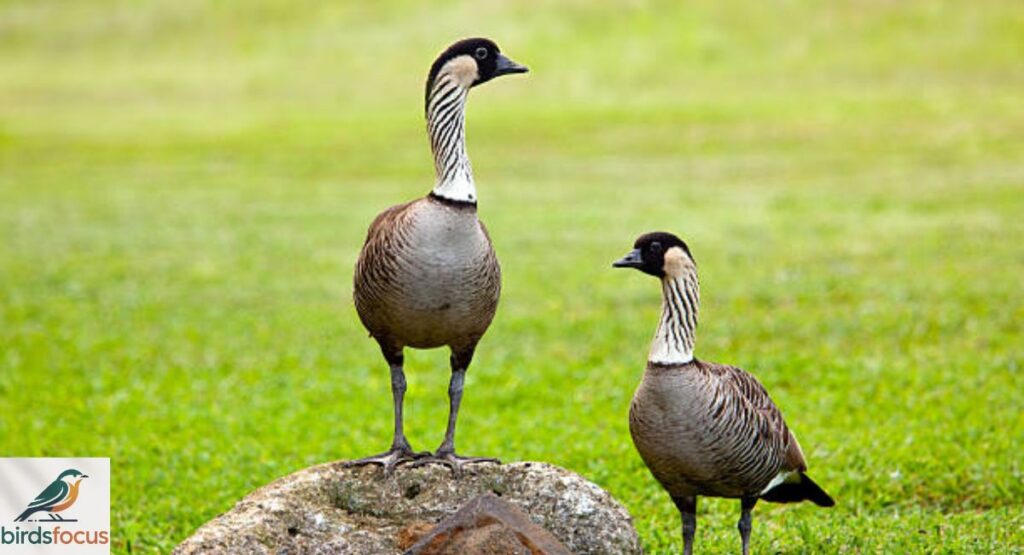 Nene (Hawaiian Goose)