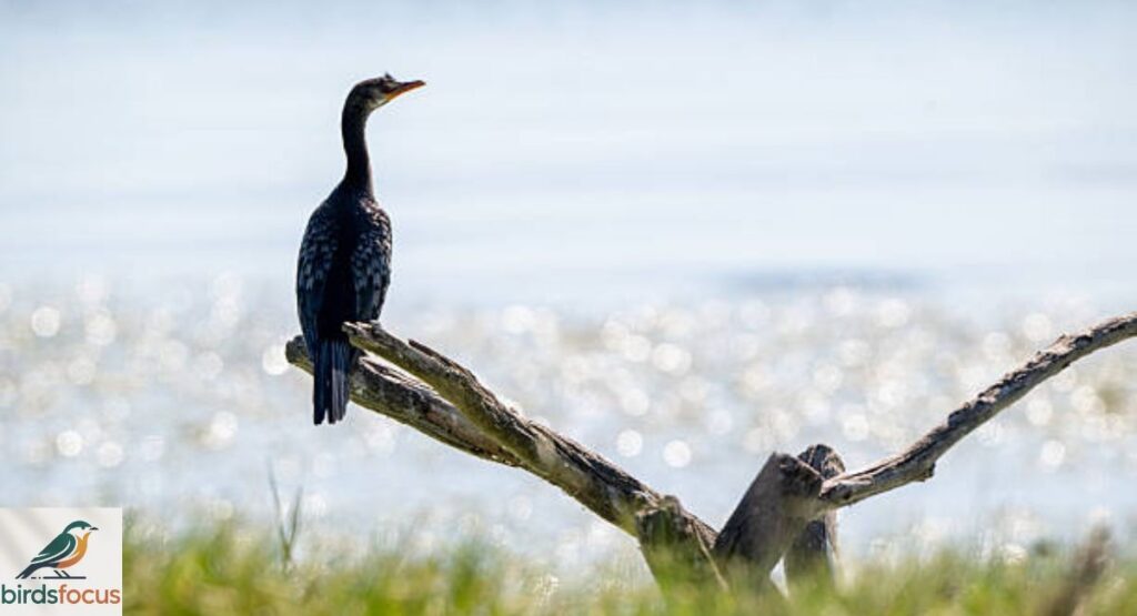 Neotropic Cormorant