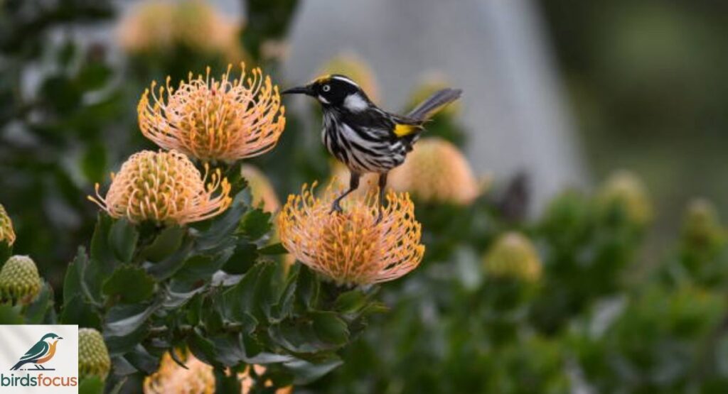 New Holland Honeyeater