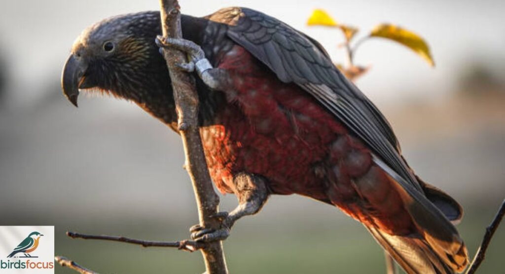 New Zealand Kaka