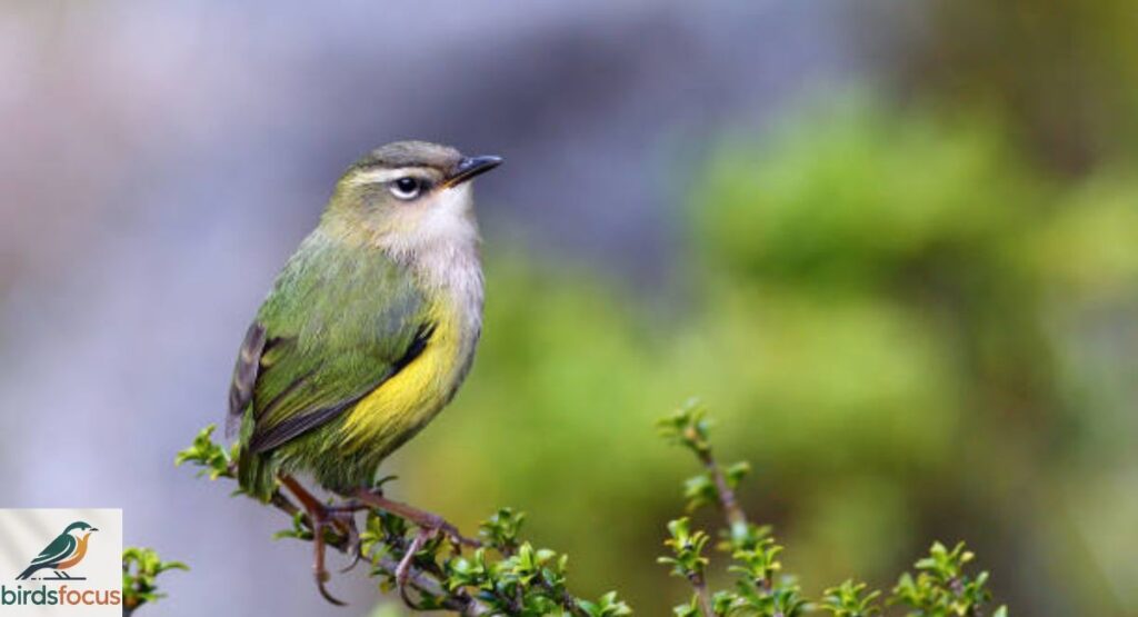 New Zealand Rockwren