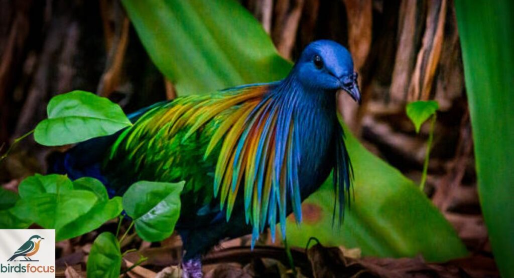 Nicobar Pigeon