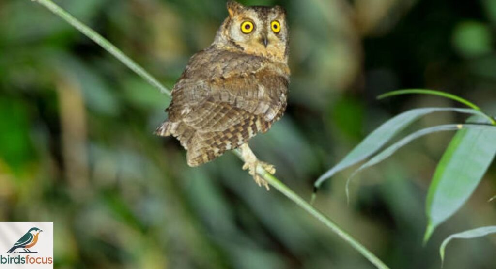 Nicobar Scops Owl