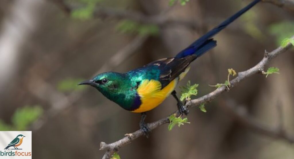 Nile Valley Sunbird