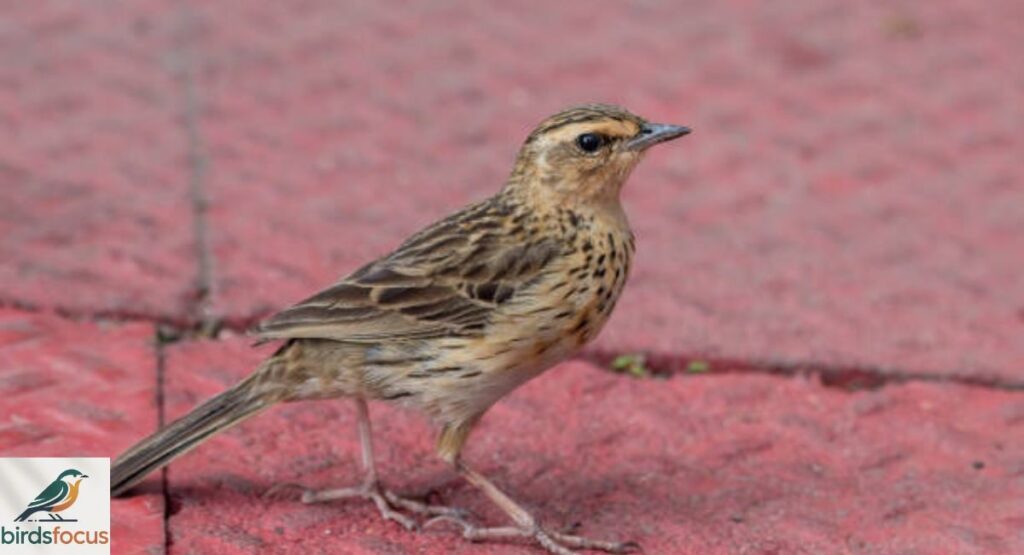 Nilgiri Pipit