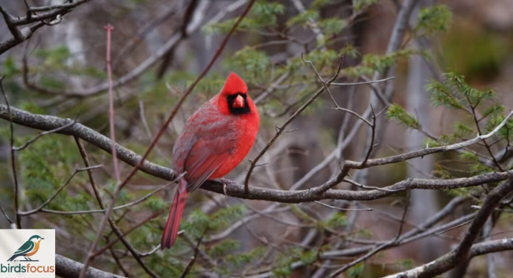 Northern Cardinal