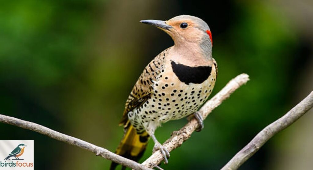 Northern Flicker