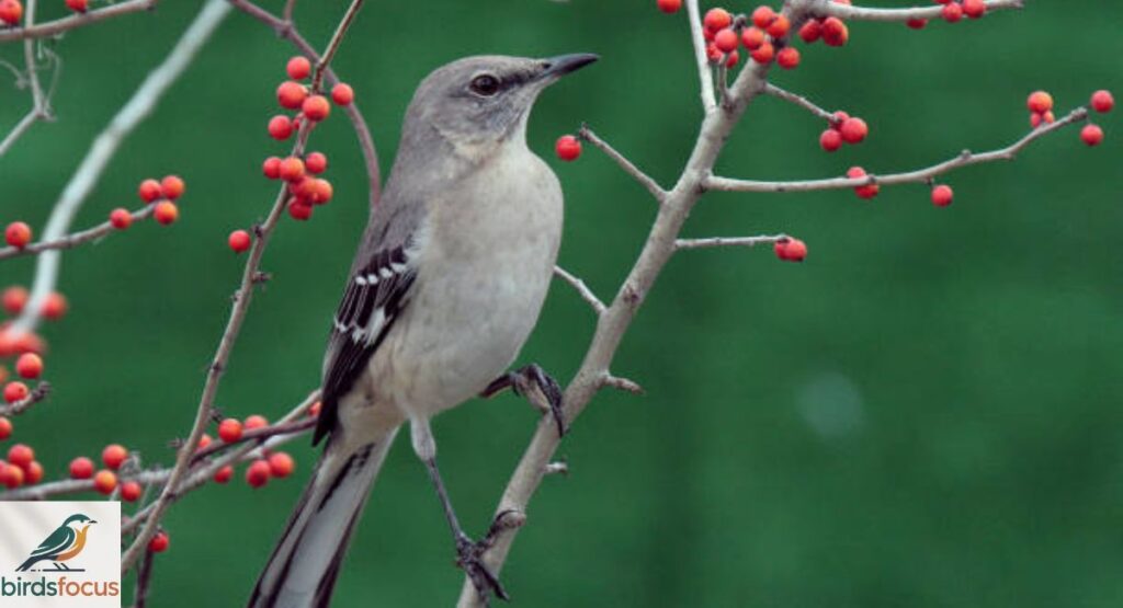 Northern Mockingbird
