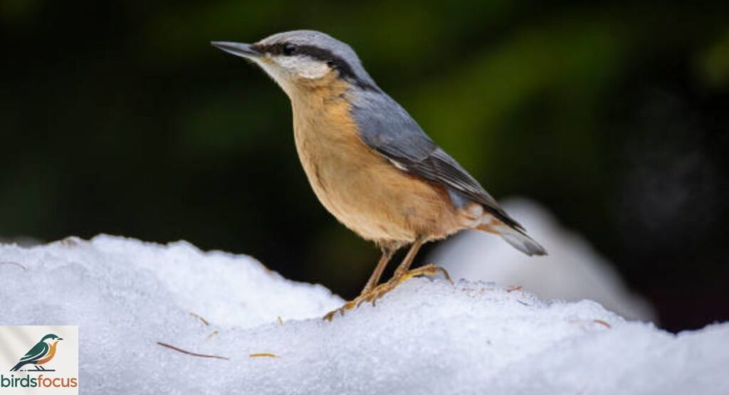 Nuthatch
