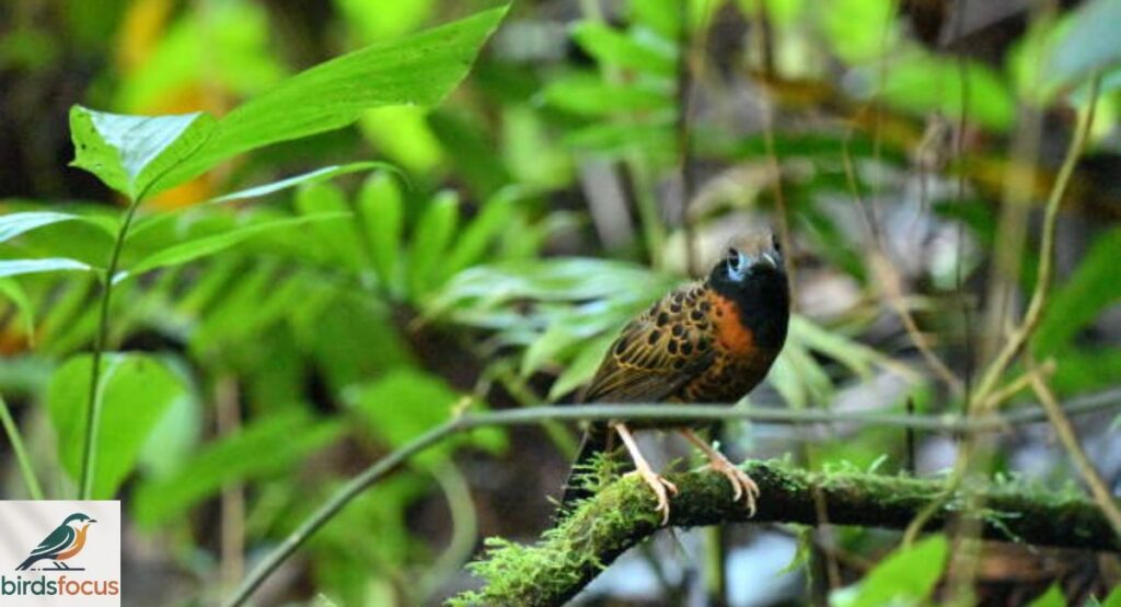 Ocellated Antbird