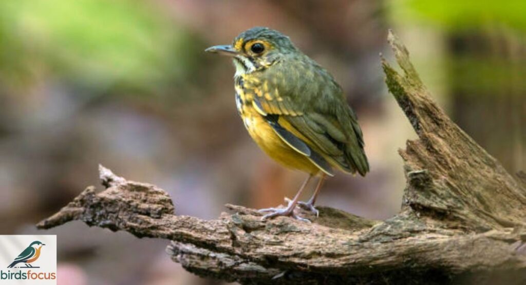 Ochre-breasted Antpitta