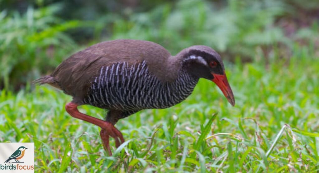 Okinawa Rail