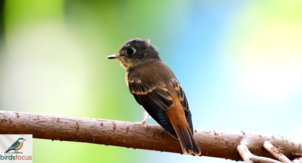 Old World Flycatcher