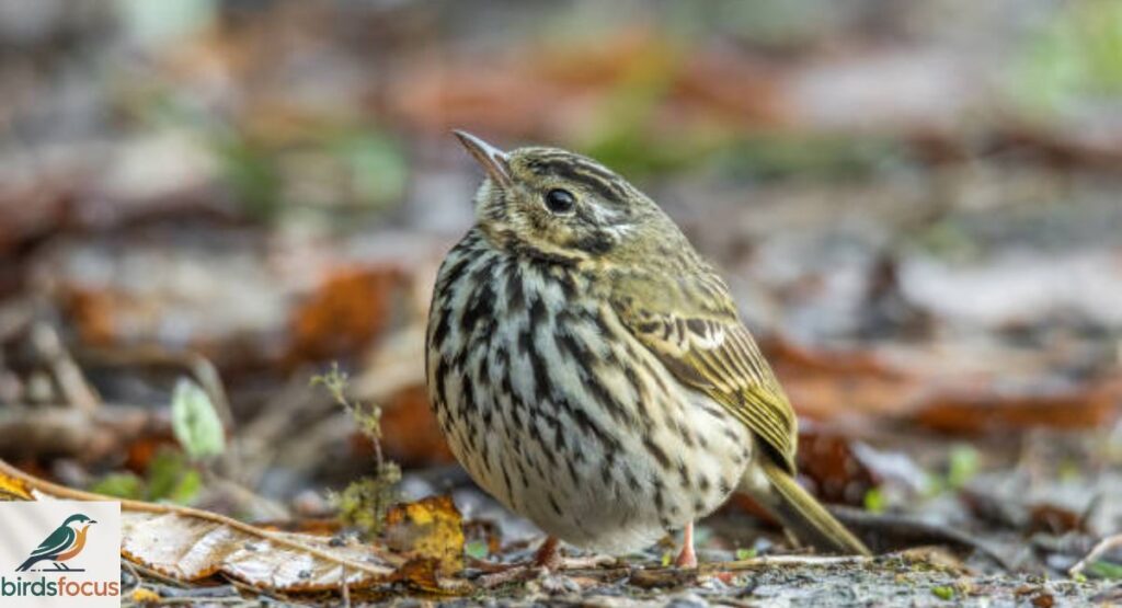 Olive-backed Pipit