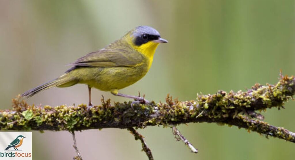 Olive-crowned Yellowthroat