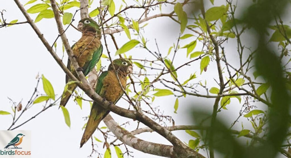 Olive-throated Parakeet