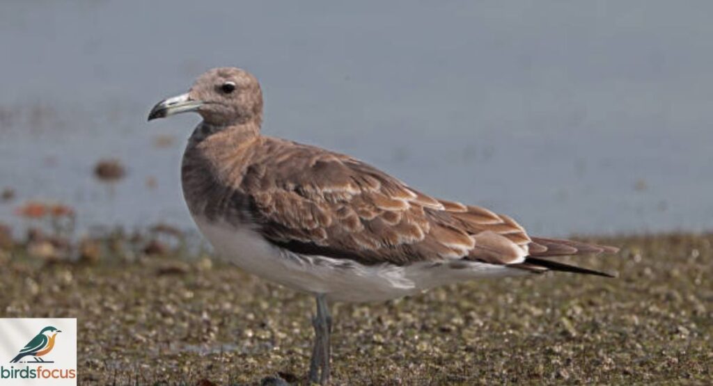 Olrog’s Gull