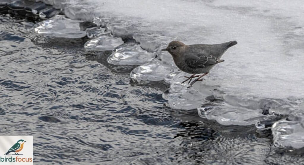 Ouzel (Dipper)