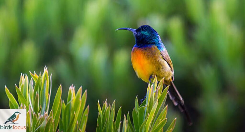 Orange-breasted Sunbird