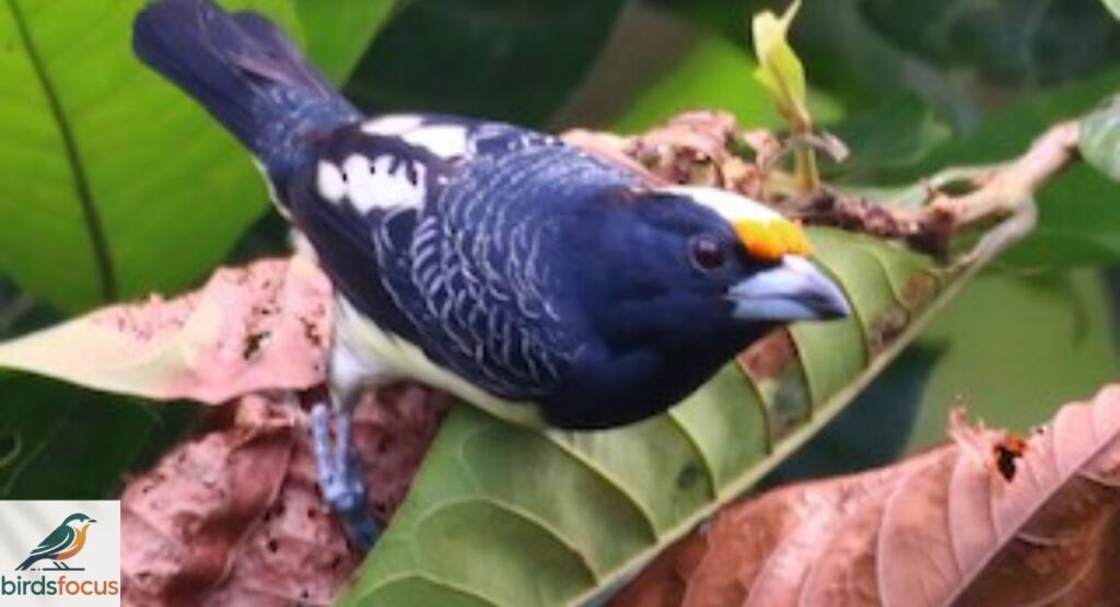 Orange-fronted Barbet