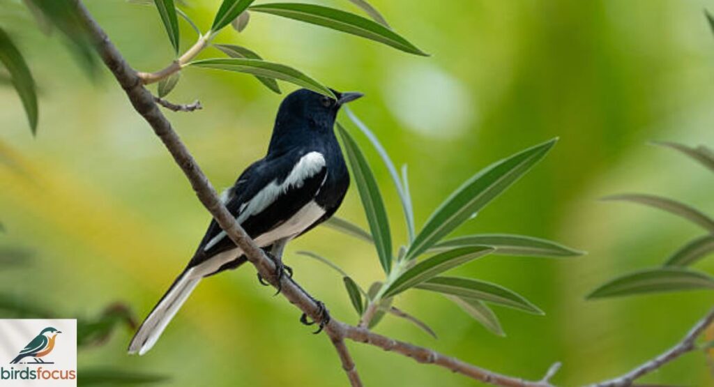 Oriental Magpie-Robin