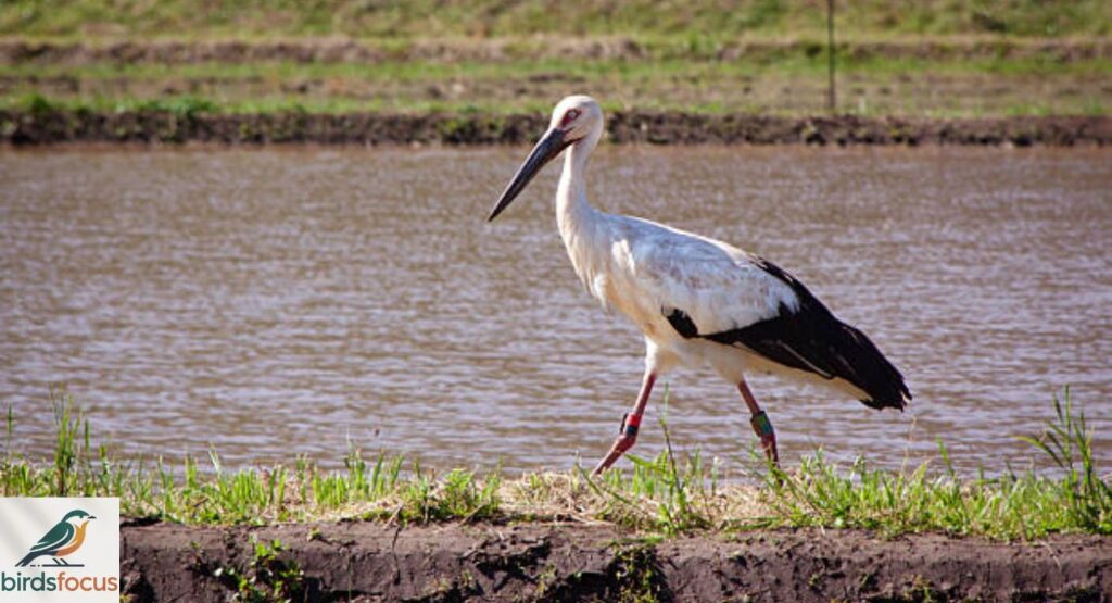 Oriental Stork