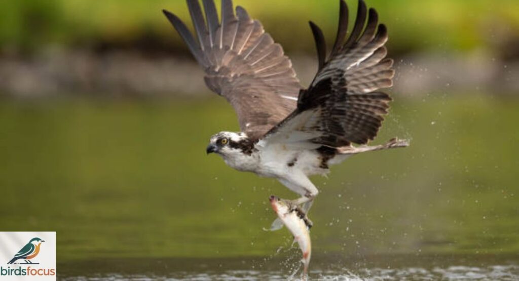 Osprey