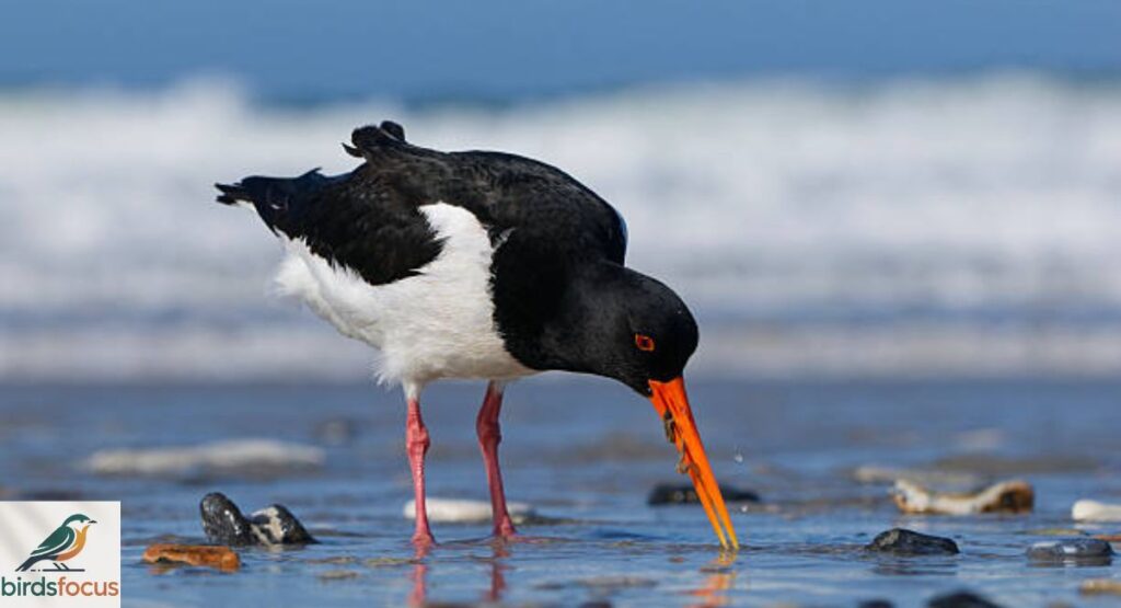 Oystercatcher